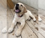 Small Photo #7 Labrador Retriever Puppy For Sale in LIBERTY, SC, USA