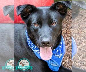 Labrador Retriever-Unknown Mix Dogs for adoption in Kennesaw, GA, USA