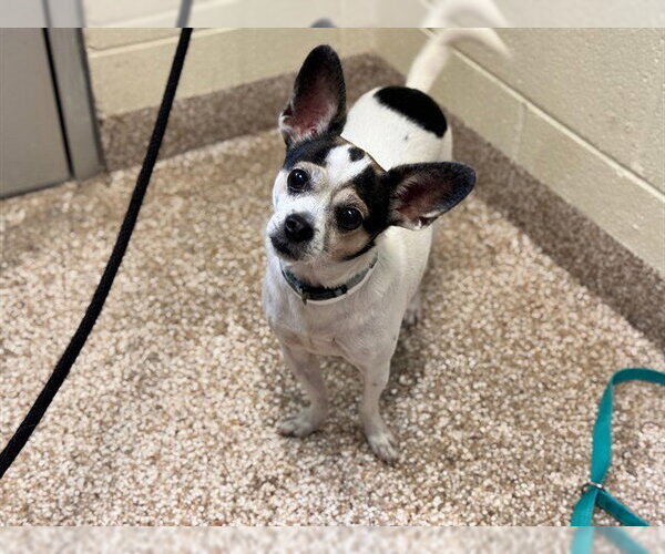 Medium Photo #1 Chihuahua-Unknown Mix Puppy For Sale in Pueblo, CO, USA
