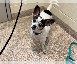 MOJO - Female Chihuahua-Unknown Mix Dog for Adoption
