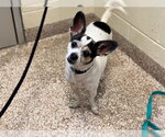 MOJO - Female Chihuahua-Unknown Mix Dog for Adoption - Small photo