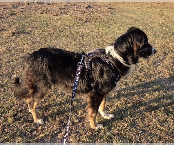 Medium Photo #5 Miniature Australian Shepherd Puppy For Sale in WILLS POINT, TX, USA