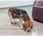 Small #2 Beagle