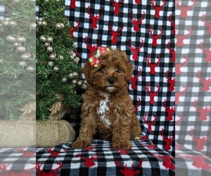 Cavapoo Puppy for sale in NEW HOLLAND, PA, USA