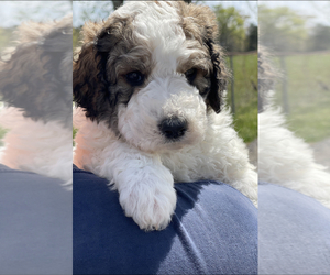 Pyredoodle Puppy for sale in TRENTON, GA, USA