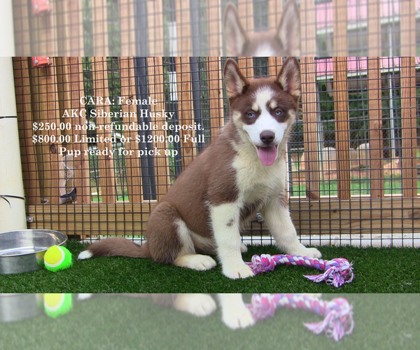 Medium Photo #1 Siberian Husky Puppy For Sale in LAURENS, SC, USA