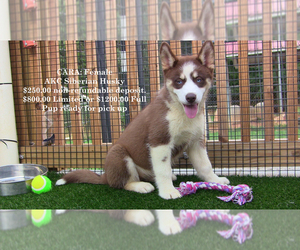 Medium Siberian Husky
