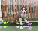 Puppy Cara Siberian Husky
