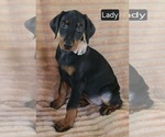 Small #2 Doberman Pinscher
