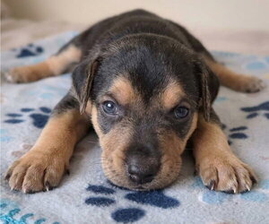 Jay Lo - Female Labrador Retriever-Unknown Mix Dog for Adoption - Photo #2