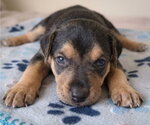 Small Photo #2 Labrador Retriever-Unknown Mix Puppy For Sale in Grovertown, IN, USA