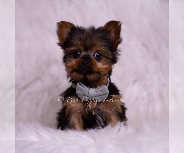 Medium Photo #2 Yorkshire Terrier Puppy For Sale in WARSAW, IN, USA