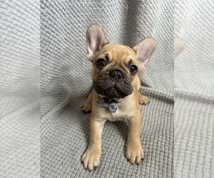 French Bulldog Puppy for sale in ALLENTOWN, PA, USA