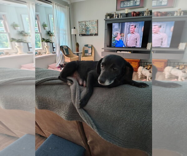 Medium Photo #1 Mutt Puppy For Sale in Evansville, IN, USA