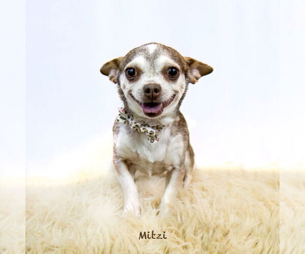 Medium Photo #3 Chihuahua Puppy For Sale in Hot Springs Village, AR, USA