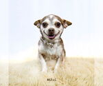 Small #2 Chihuahua