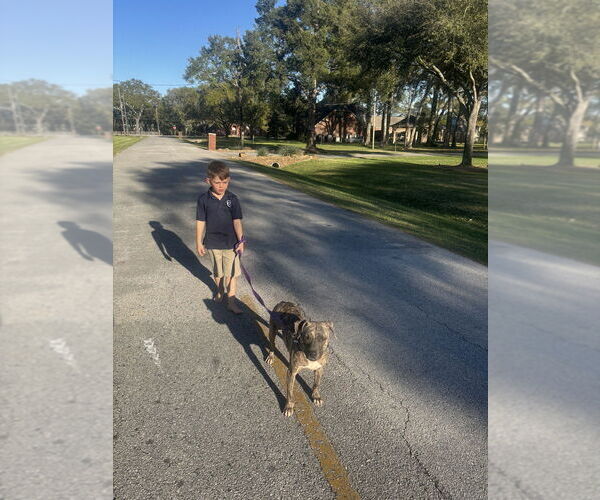 Medium Photo #8 American Pit Bull Terrier-Unknown Mix Puppy For Sale in Brewster, NY, USA