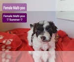 Small #3 Maltipoo (Toy)
