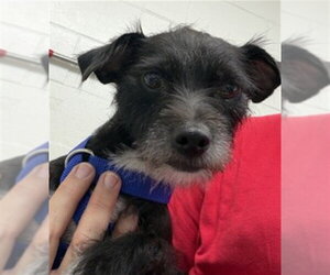 Norfolk Terrier-Unknown Mix Dogs for adoption in San Bernardino, CA, USA