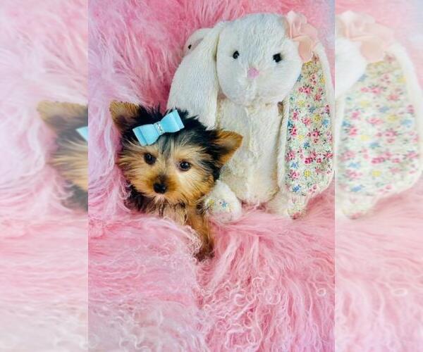 Medium Photo #7 Yorkshire Terrier Puppy For Sale in BOSTON, MA, USA