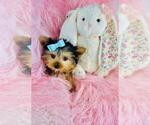 Small #6 Yorkshire Terrier