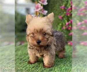 Yorkshire Terrier Puppy for sale in FORT LAUDERDALE, FL, USA