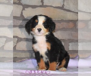 Bernese Mountain Dog Puppy for sale in FREDERICKSBG, OH, USA