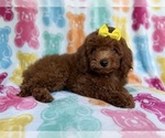 Small #8 YorkiePoo