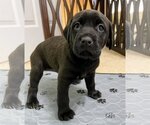 Small Photo #7 Labrador Retriever-Unknown Mix Puppy For Sale in Cary, NC, USA