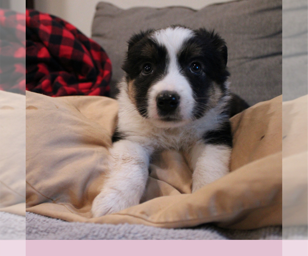 Medium Photo #6 Border-Aussie Puppy For Sale in CAMARILLO, CA, USA