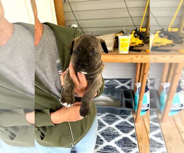 Medium Photo #1 American Staffordshire Terrier-Boxer Mix Puppy For Sale in Holly Springs, NC, USA