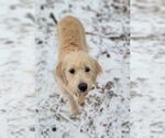 Small #5 Goldendoodle