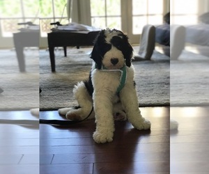Sheepadoodle Puppy for sale in PALMETTO BAY, FL, USA