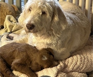 Poodle (Standard)-Spinone Italiano Mix Litter for sale in CLEVELAND, OH, USA