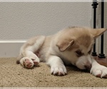 Small Photo #5 Alaskan Malamute Puppy For Sale in GILROY, CA, USA