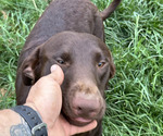 Small #3 Labrador Retriever