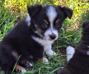 Miniature Australian Shepherd Puppy for sale in FAIRVIEW, SD, USA
