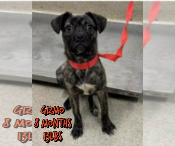Medium Photo #1 Boston Terrier-Unknown Mix Puppy For Sale in Woodbury, NY, USA