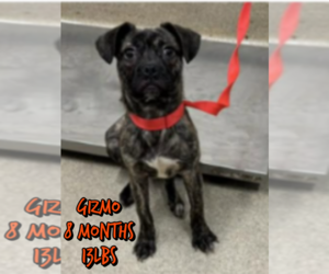 Boston Terrier-Unknown Mix Dogs for adoption in Woodbury, NY, USA