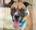 Small Boxer Mix