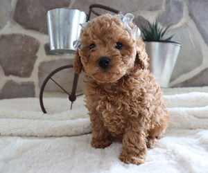 Poodle (Miniature) Puppy for sale in HONEY BROOK, PA, USA