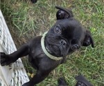 Puppy Green Collar Pug