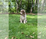 Puppy Dora Australian Shepherd