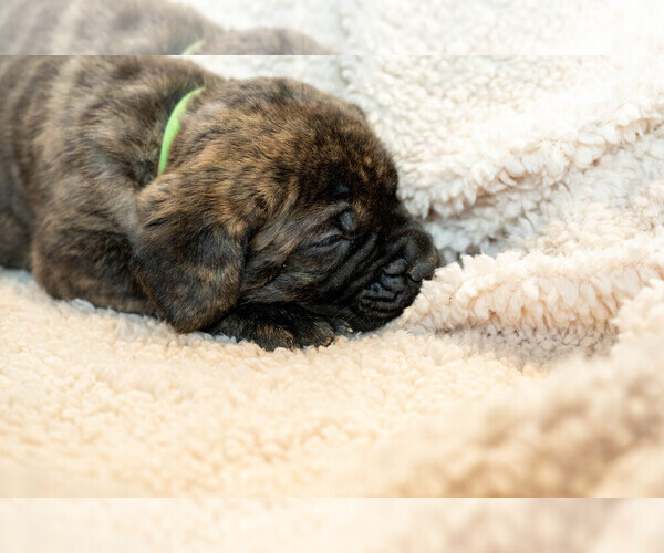 Medium Photo #4 Mastiff Puppy For Sale in WOODSTOCK, GA, USA