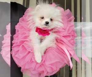Pomeranian Puppy for sale in HOLLYWOOD, FL, USA
