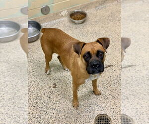 Boxer Dogs for adoption in Austin, TX, USA