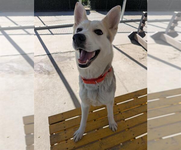 Medium Photo #1 Gerberian Shepsky Puppy For Sale in Elk Grove, CA, USA