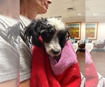 Small #1 Poodle (Miniature)