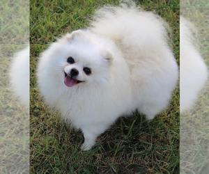 Father of the Pomeranian puppies born on 04/16/2026