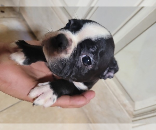 Medium Photo #5 Boston Terrier Puppy For Sale in PHOENIX, AZ, USA